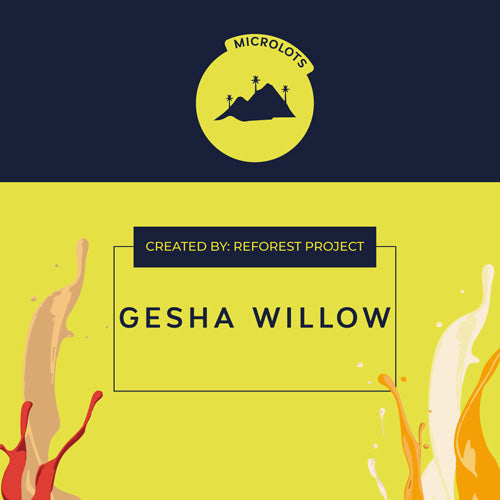 GESHA WILLOW