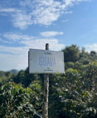 GUAVA LACTIC