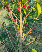 JAVA BLOSSOM