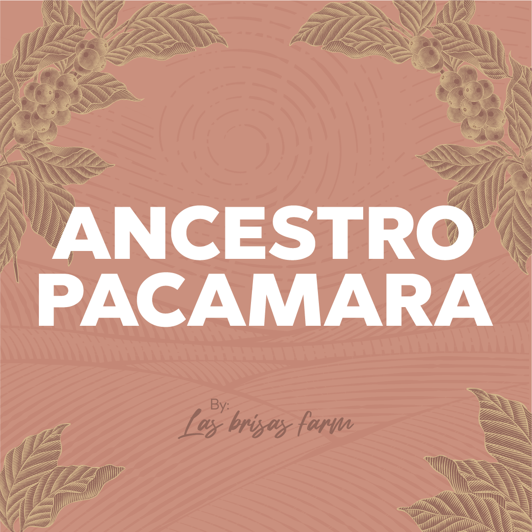 ANCESTRO PACAMARA - Forest Coffee 