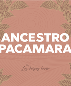 ANCESTRO PACAMARA - Forest Coffee 