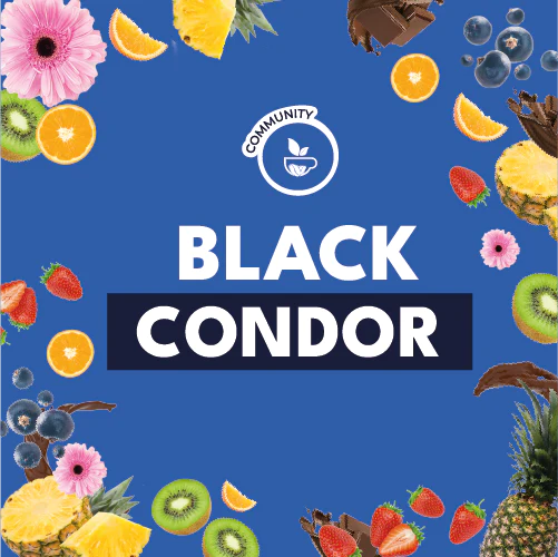 BLACK CONDOR