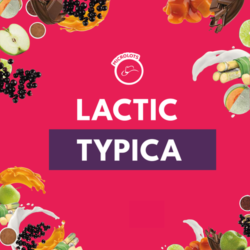 LACTIC TYPICA