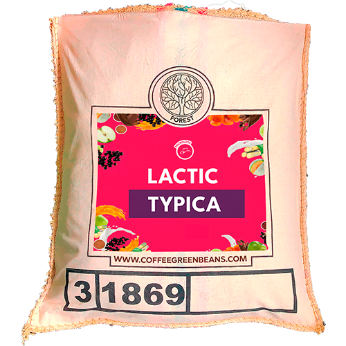 LACTIC TYPICA