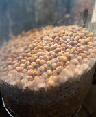 GUAVA LACTIC