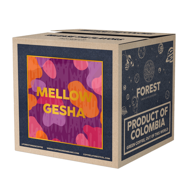 MELLOW GESHA - Forest Coffee 