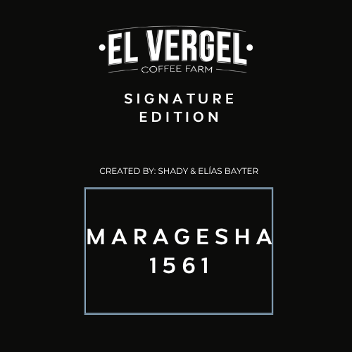 MARAGESHA 1561 - VERGEL SIGNATURE