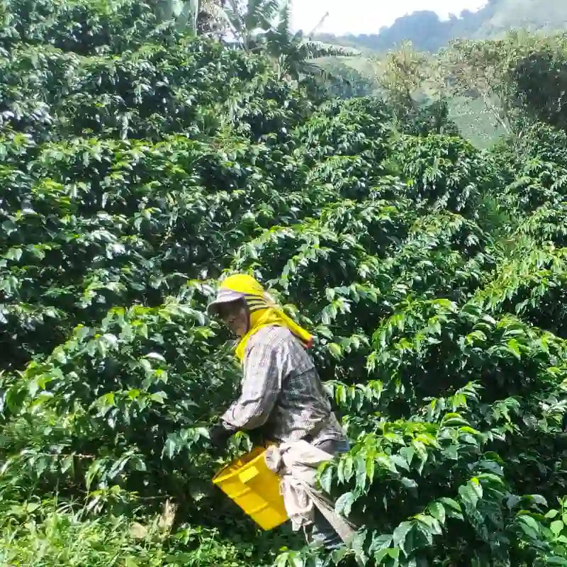 NARIÑO