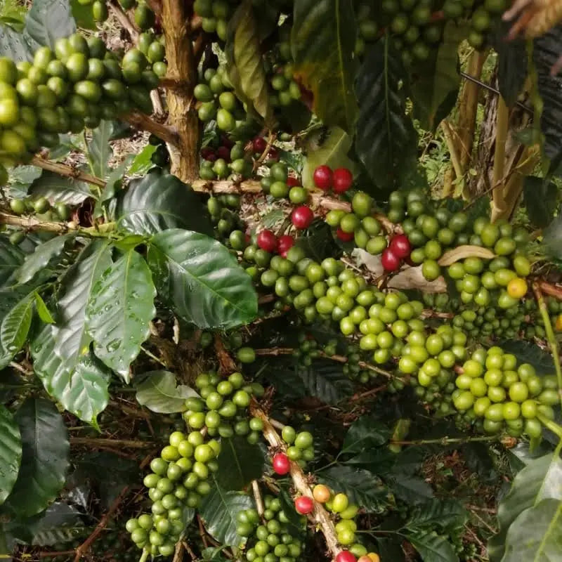 NARIÑO