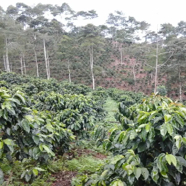 LACTIC TYPICA