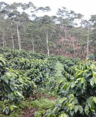 LACTIC TYPICA