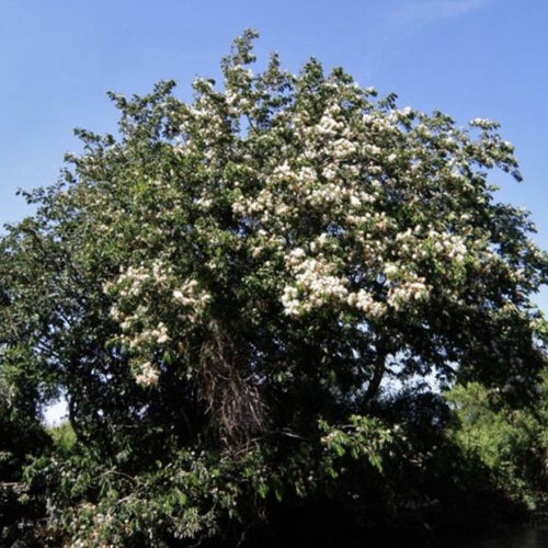 CEIBA HONEY