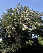 CEIBA HONEY