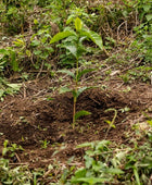 CEIBA HONEY
