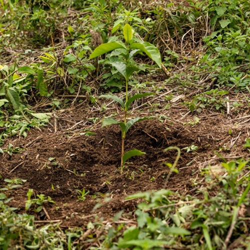 CEIBA HONEY