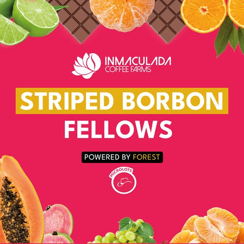 STRIPED BORBON FELLOWS