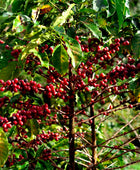 TYPICA NOGALES LOW CAF