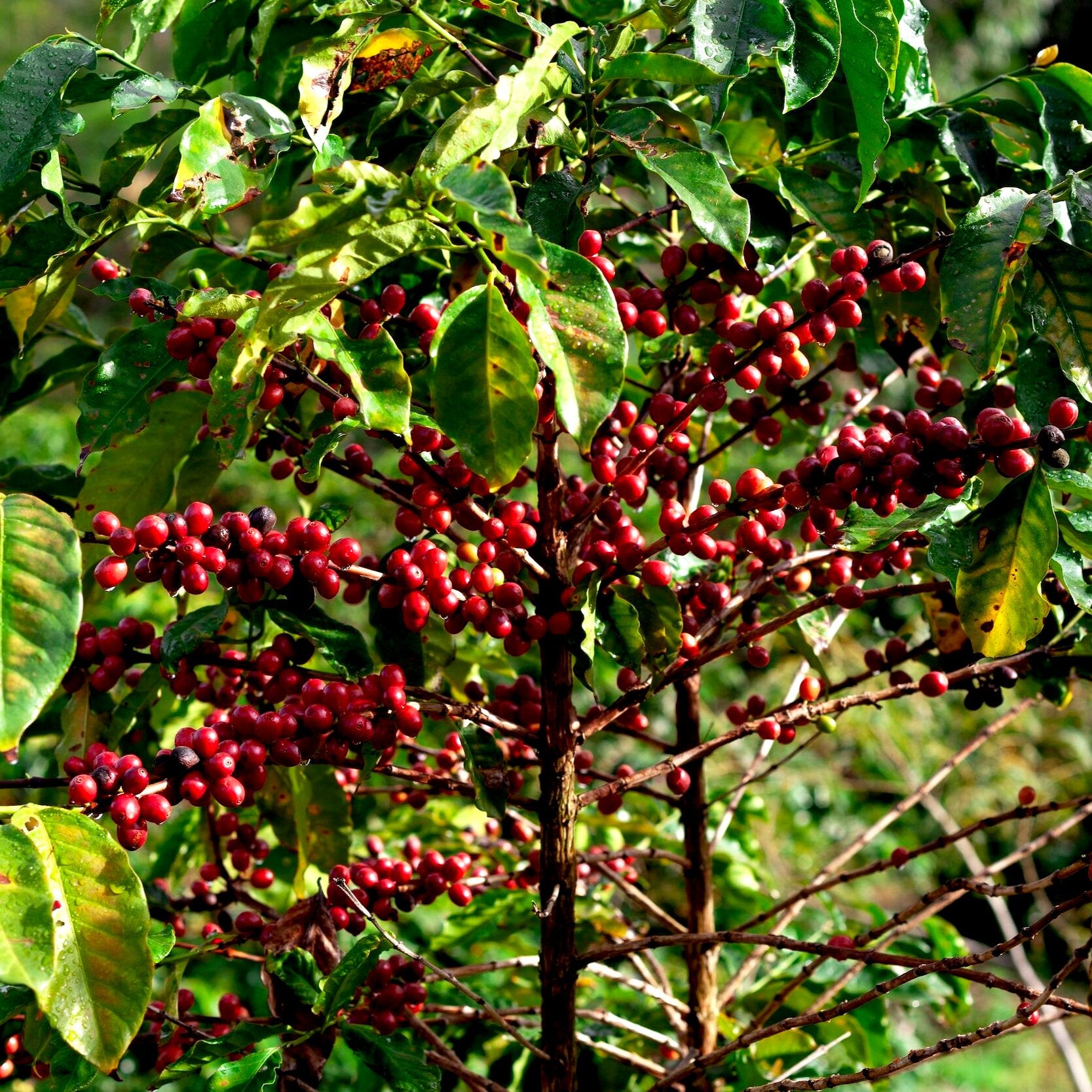 TYPICA NOGALES DECAF