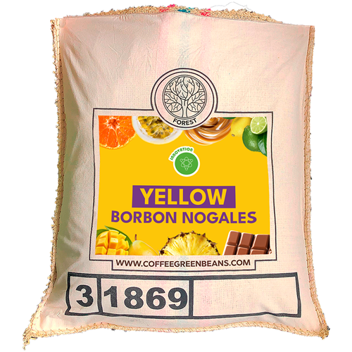 YELLOW BORBON NOGALES