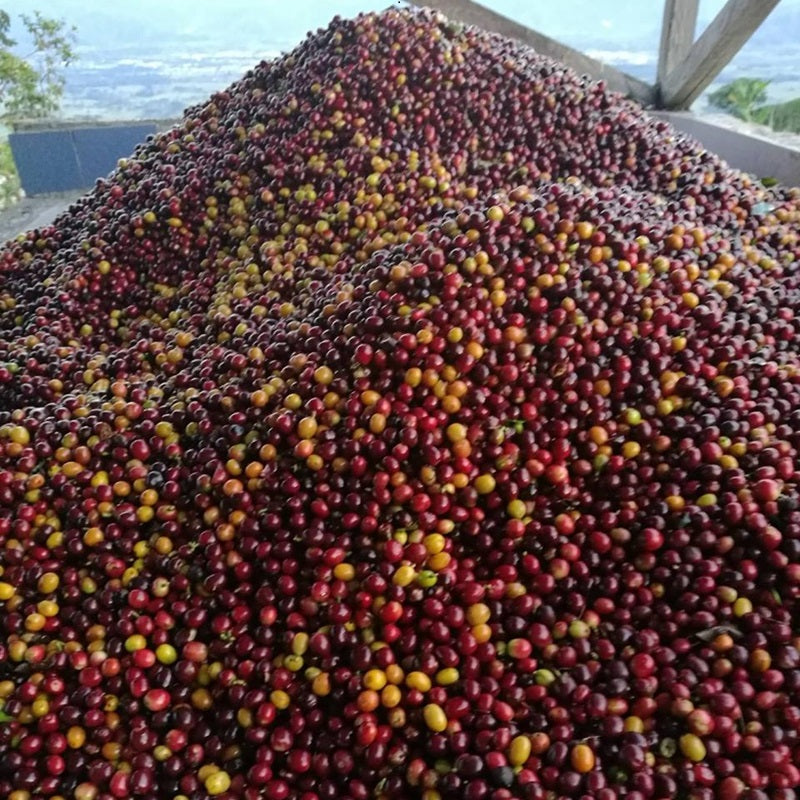 Caturra Syrup: Washed Colombian Green Coffee - Forest Coffee