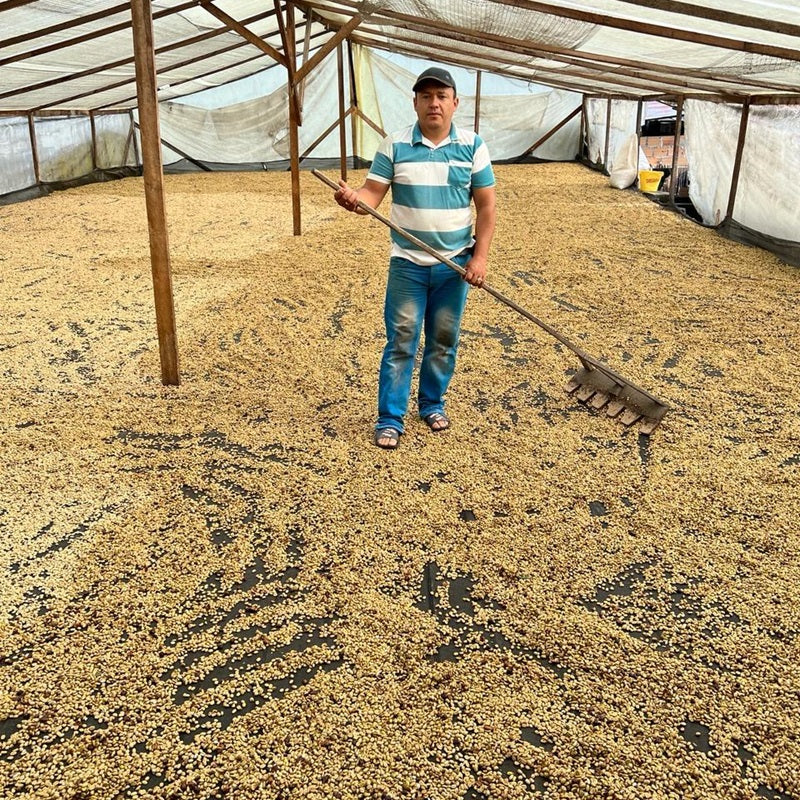 Caturra Syrup: Washed Colombian Green Coffee - Forest Coffee