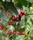 BORBON PASSIFLORA
