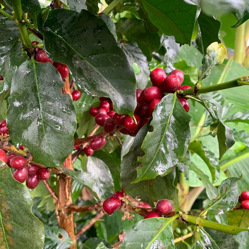 BORBON ROJO