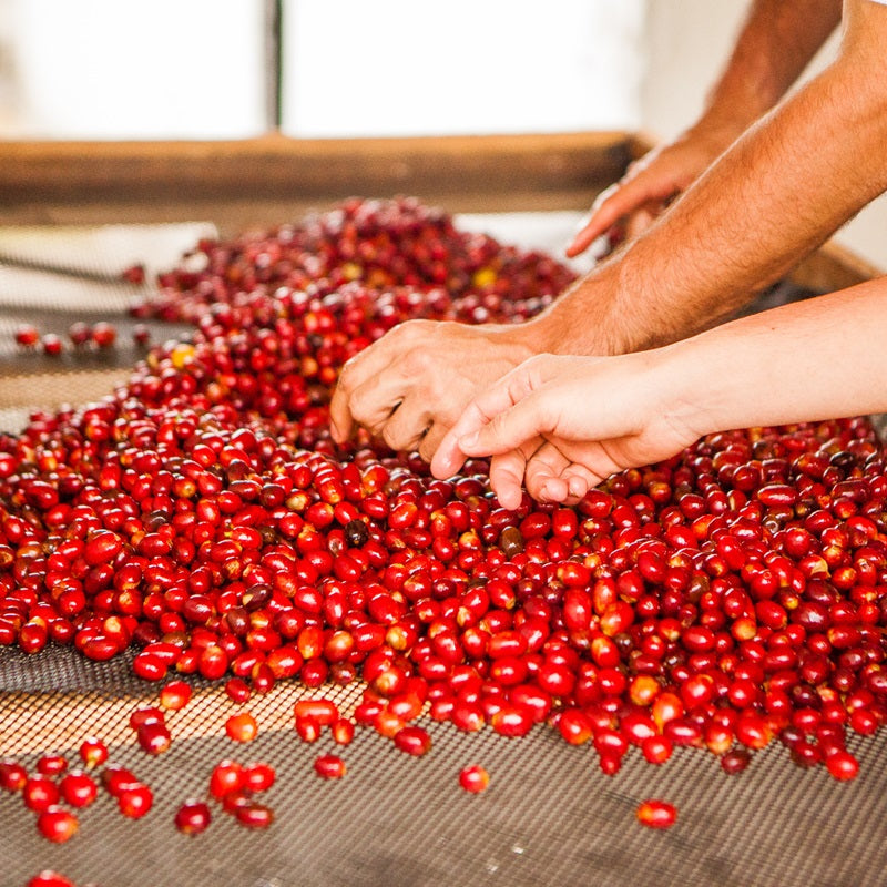 Tropical Splash: Natural Pink Borbon Colombian Green Coffee Beans