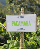 PACAMARA THE GIANT