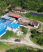 PAPAYO JUNGLE