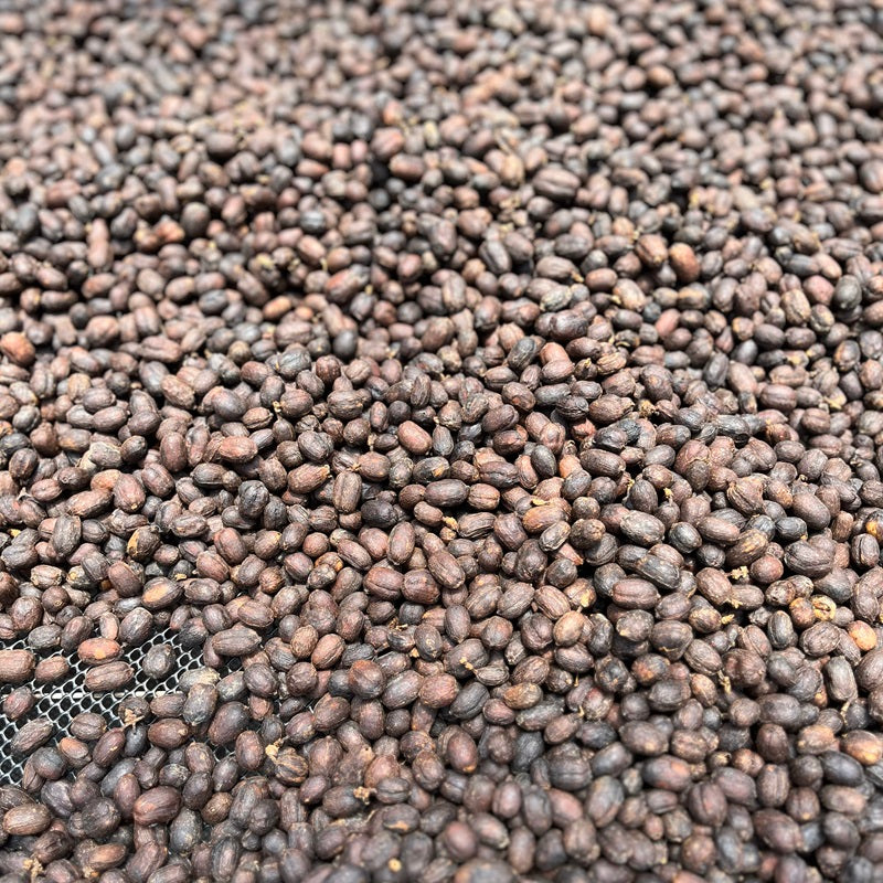 ETHIOPE VERGEL - Forest Coffee