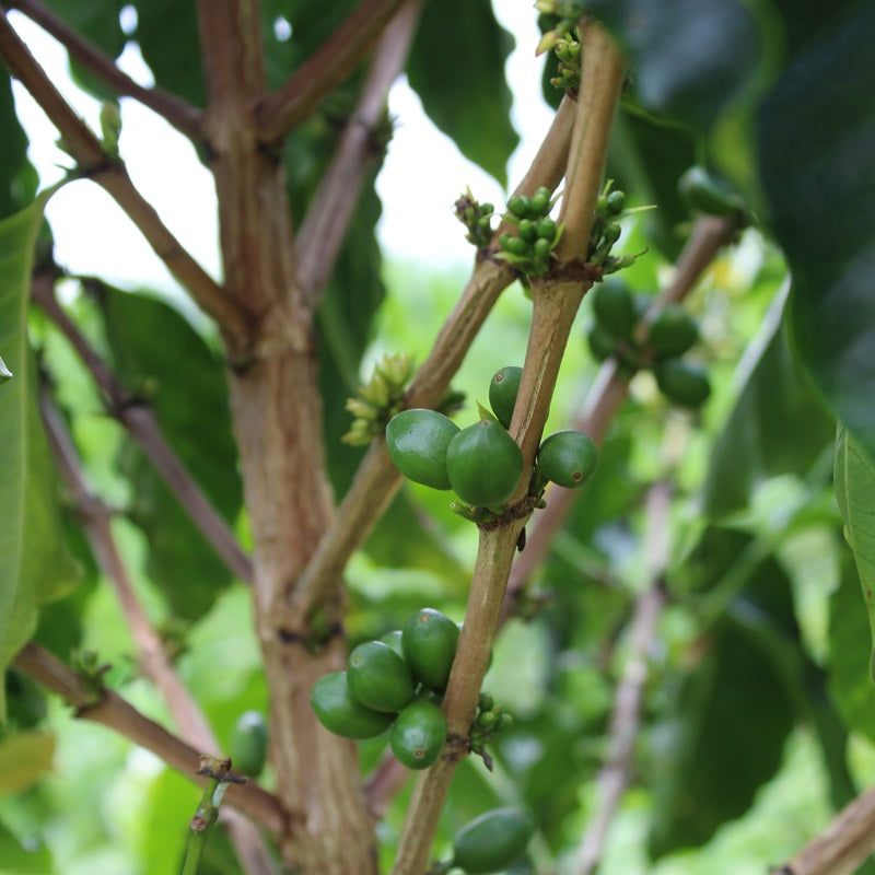 ETHIOPE VERGEL - Forest Coffee