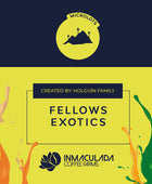 FELLOWS EXOTICS