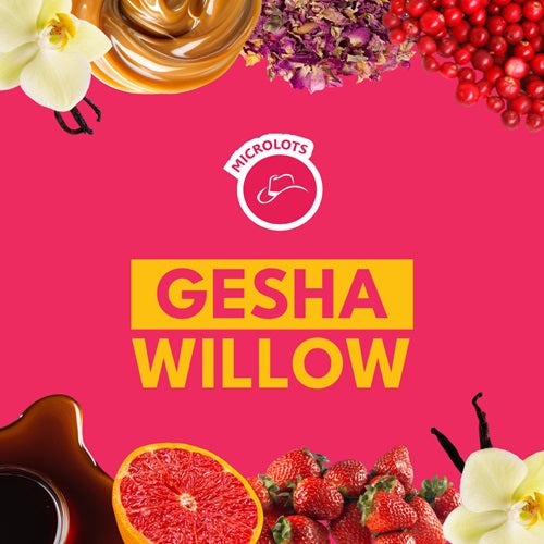 GESHA WILLOW