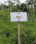 MOKA VERGEL
