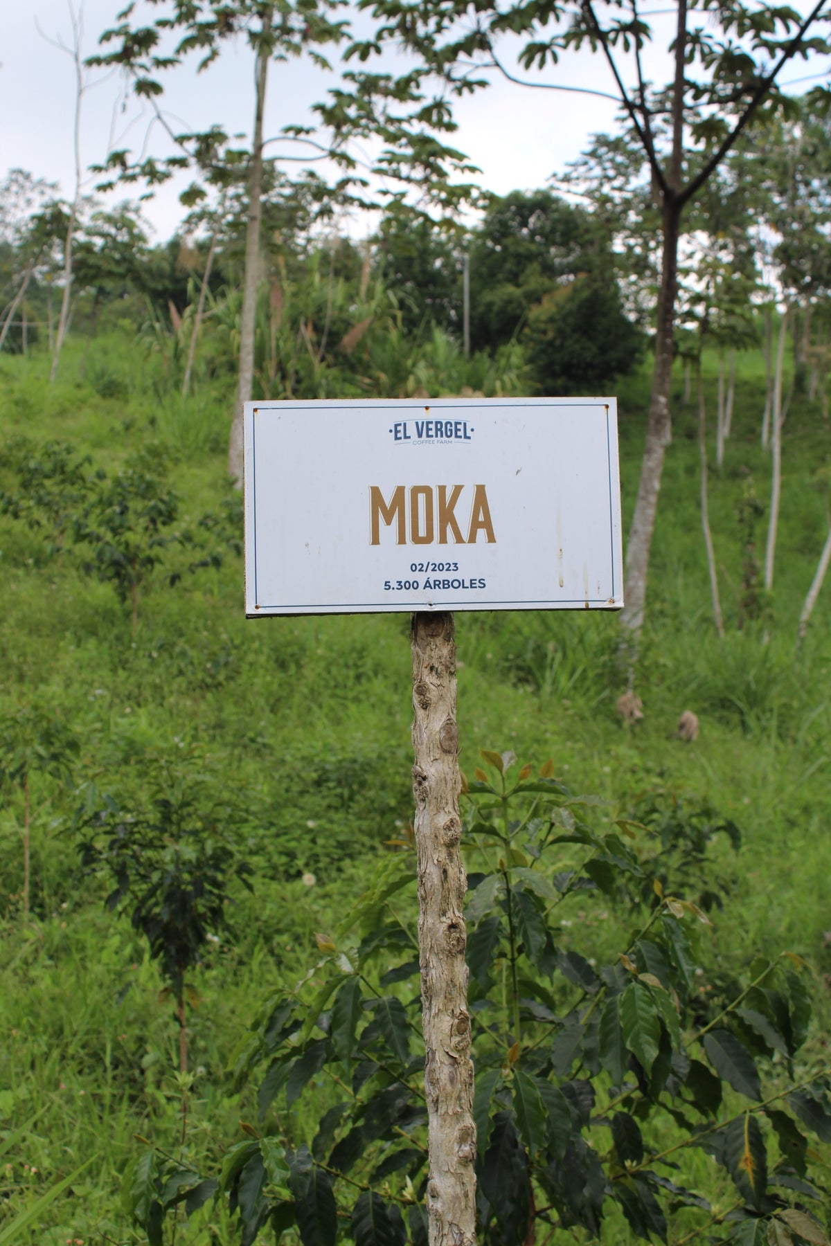 MOKA VERGEL