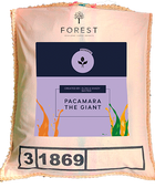 PACAMARA THE GIANT