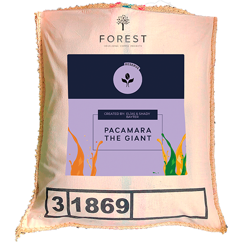 PACAMARA THE GIANT