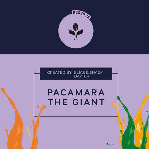 PACAMARA THE GIANT