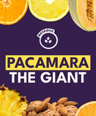 PACAMARA THE GIANT