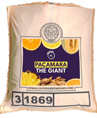 PACAMARA THE GIANT