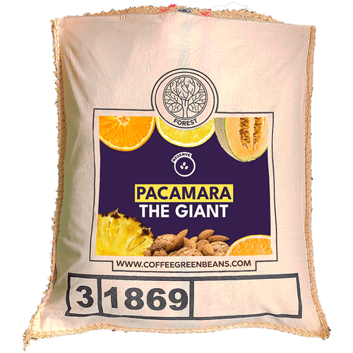 PACAMARA THE GIANT