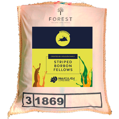 STRIPED BORBON FELLOWS