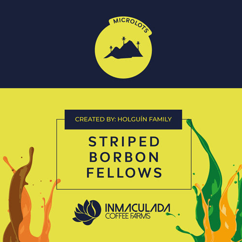 STRIPED BORBON FELLOWS