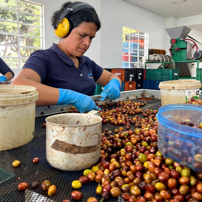 STRIPED BORBON FELLOWS