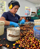 STRIPED BORBON FELLOWS