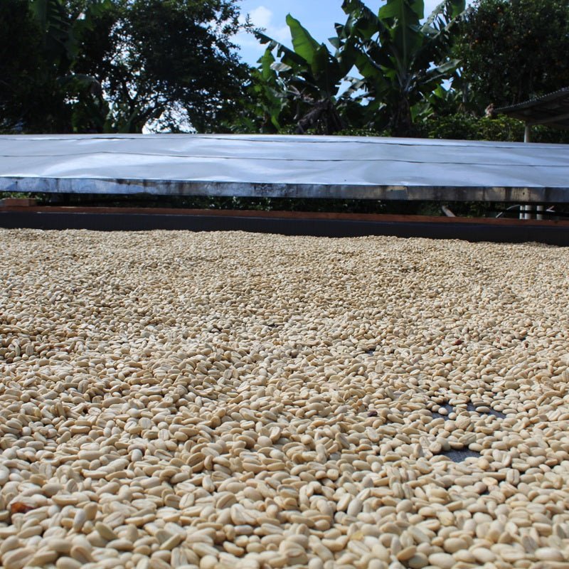 CHIROSO CARMEN MONTOYA