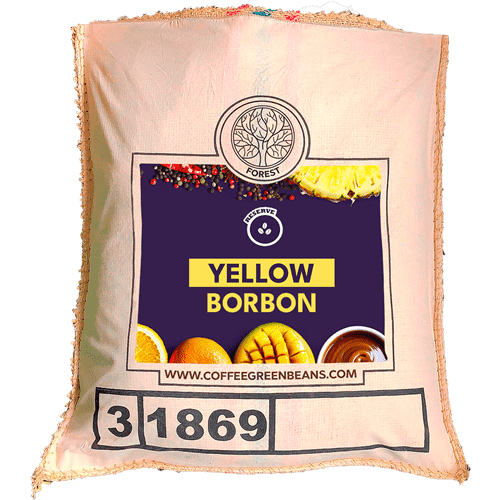 YELLOW BORBON