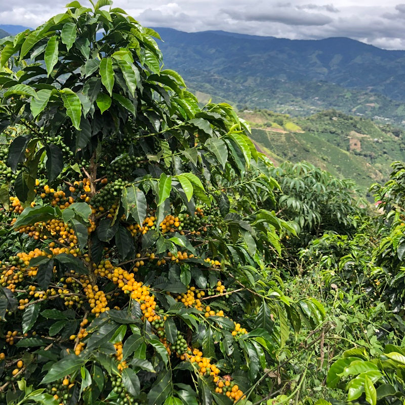 JASMINE DREAM - Forest Coffee