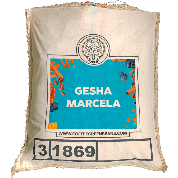 GESHA MARCELA - Forest Coffee 